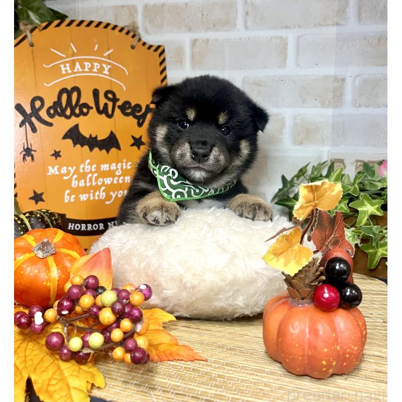 販売中の愛知県の豆柴-416153の8枚目