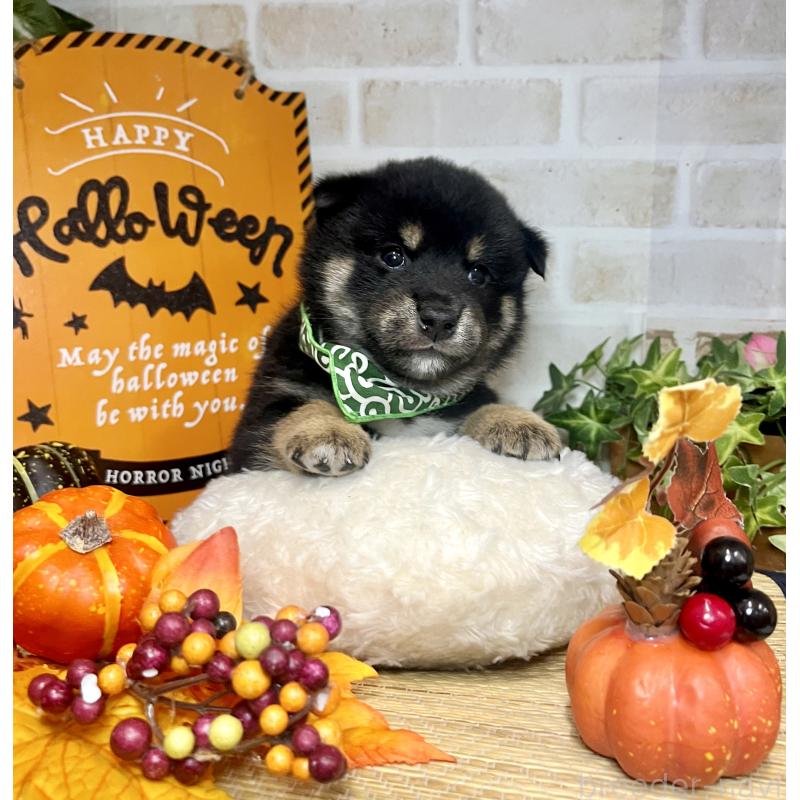 販売中の愛知県の豆柴-416153の7枚目