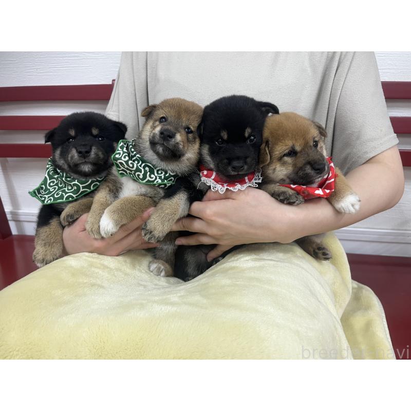 販売中の愛知県の豆柴-416153の5枚目