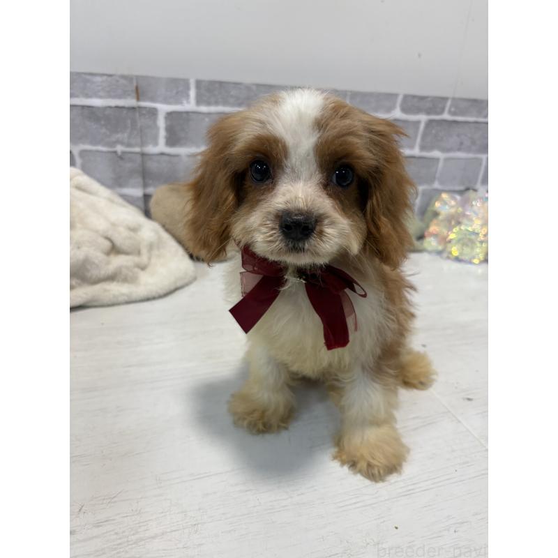 販売中の東京都のキャバリアキングチャールズスパニエル-408774の5枚目