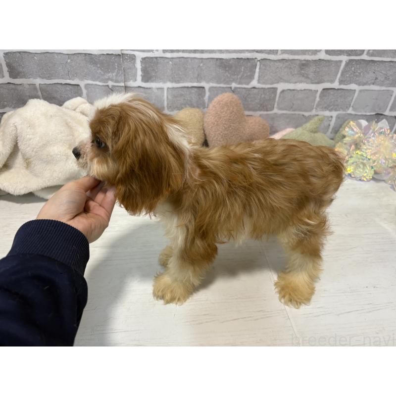 販売中の東京都のキャバリアキングチャールズスパニエル-408774の4枚目