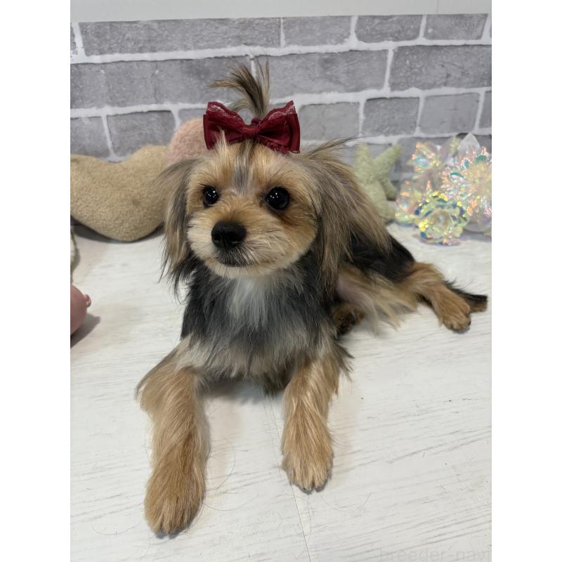 販売中の東京都のミックス犬-351064の5枚目