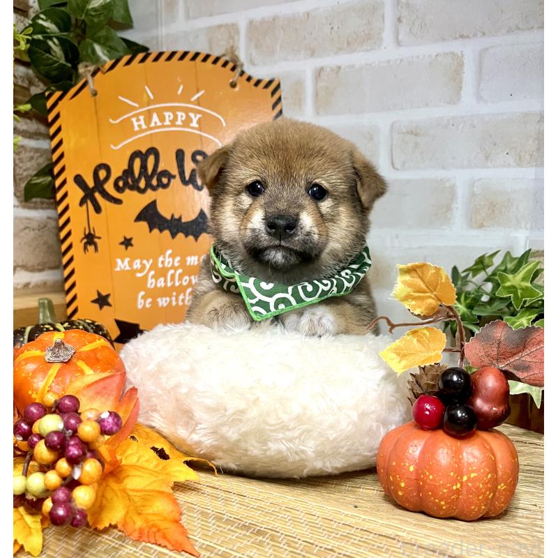 販売中の愛知県の豆柴-416154の9枚目