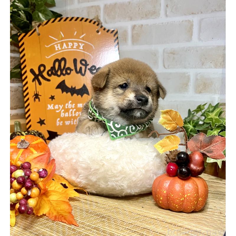 販売中の愛知県の豆柴-416154の8枚目