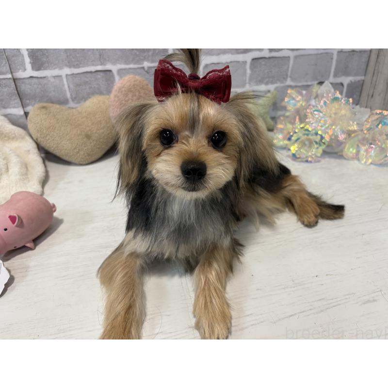 販売中の東京都のミックス犬-351064の4枚目