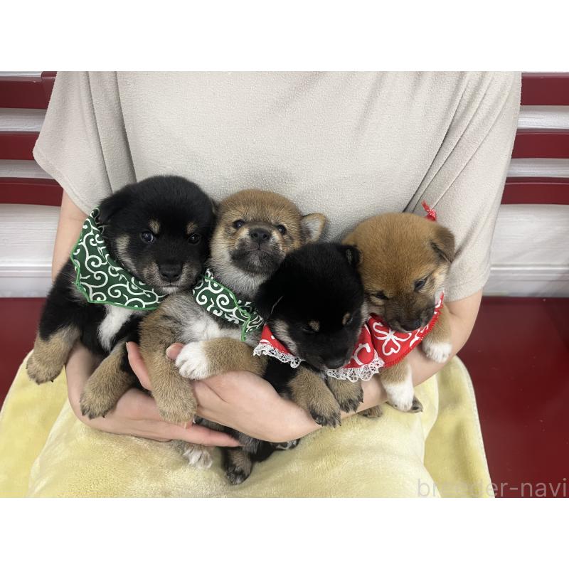 販売中の愛知県の豆柴-416154の7枚目