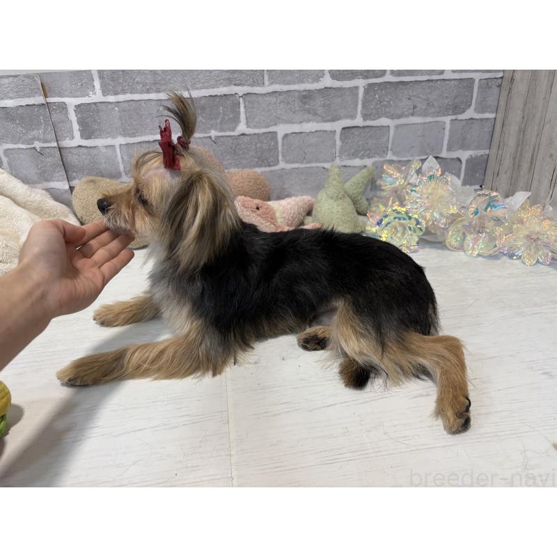 販売中の東京都のミックス犬-351064の3枚目