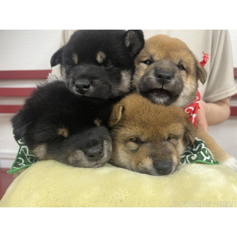 販売中の愛知県の豆柴-416154の6枚目