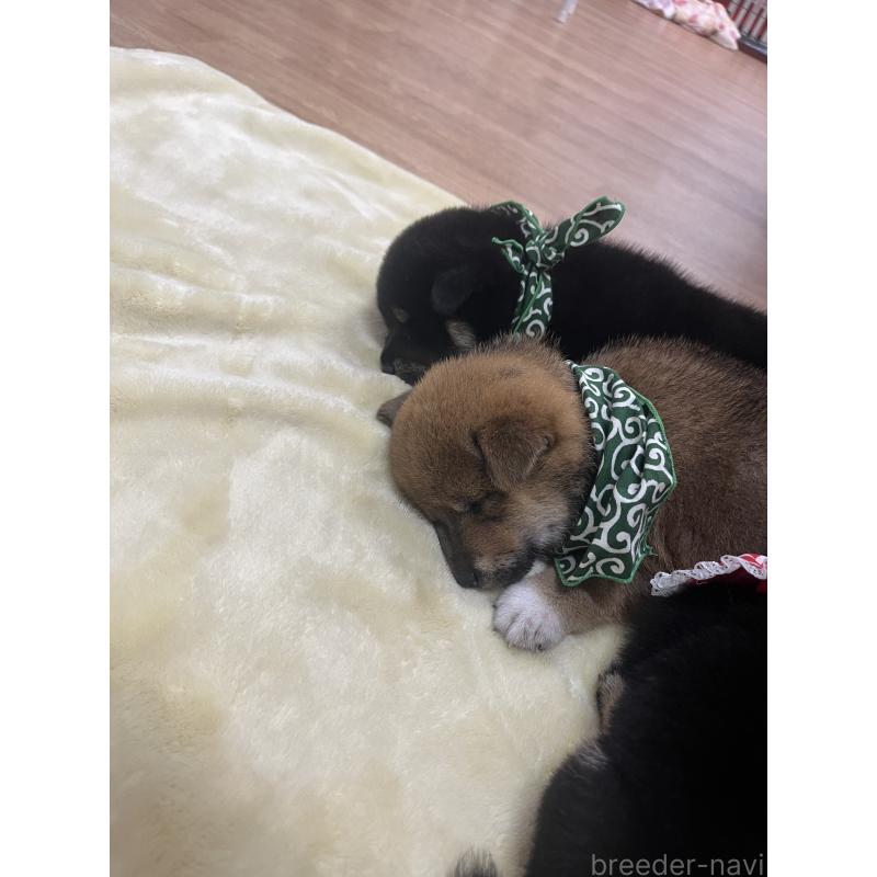 販売中の愛知県の豆柴-416154の5枚目