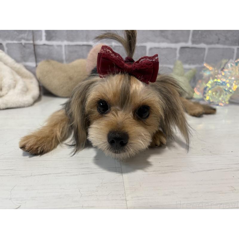 販売中の東京都のミックス犬-351064の2枚目