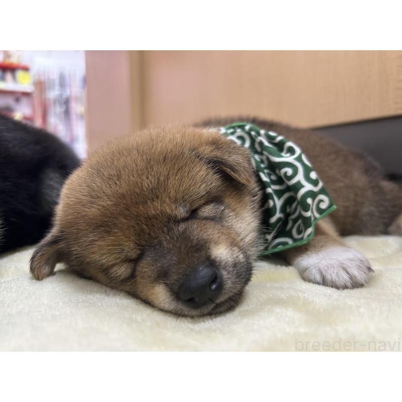 販売中の愛知県の豆柴-416154の4枚目