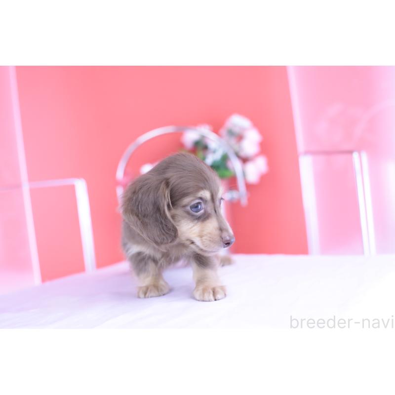 販売中の愛知県のカニンヘンダックスフンド(ロングヘアード)-416360の6枚目