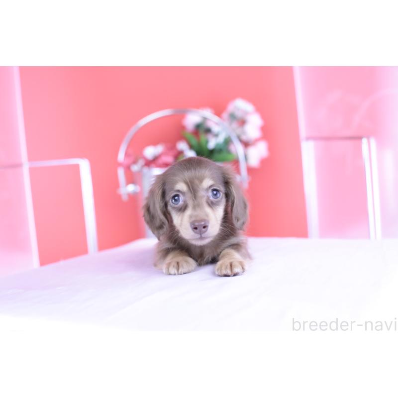 販売中の愛知県のカニンヘンダックスフンド(ロングヘアード)-416360の4枚目