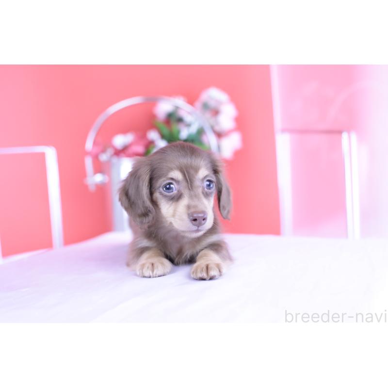 販売中の愛知県のカニンヘンダックスフンド(ロングヘアード)-416360の3枚目