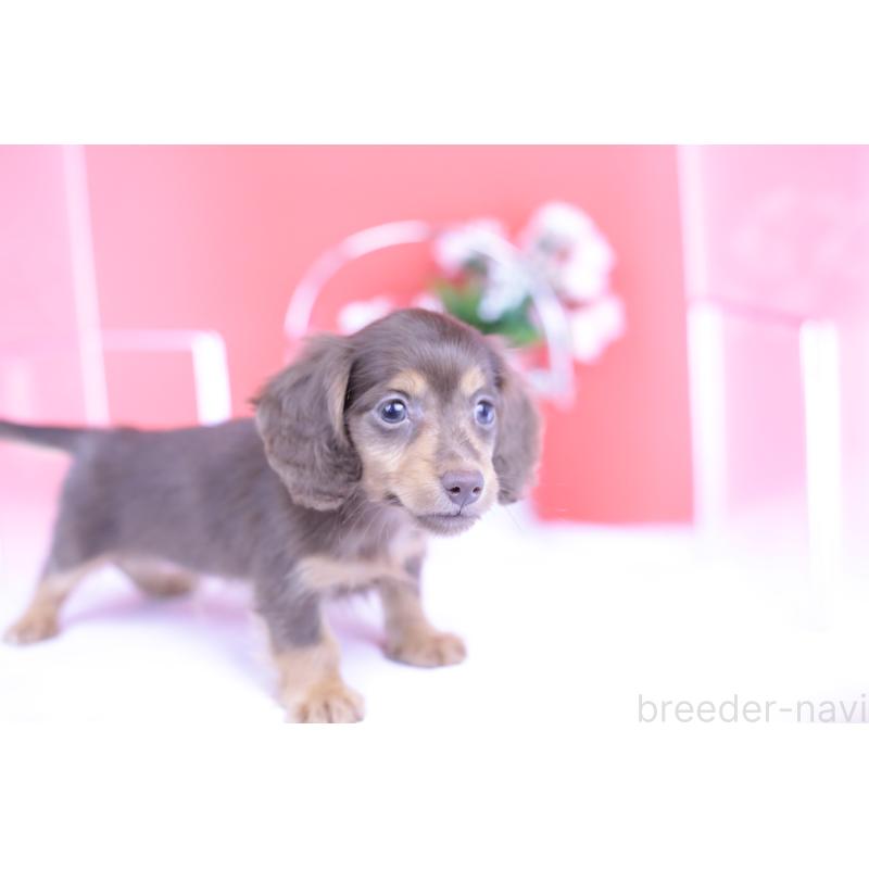販売中の愛知県のカニンヘンダックスフンド(ロングヘアード)-416358の13枚目
