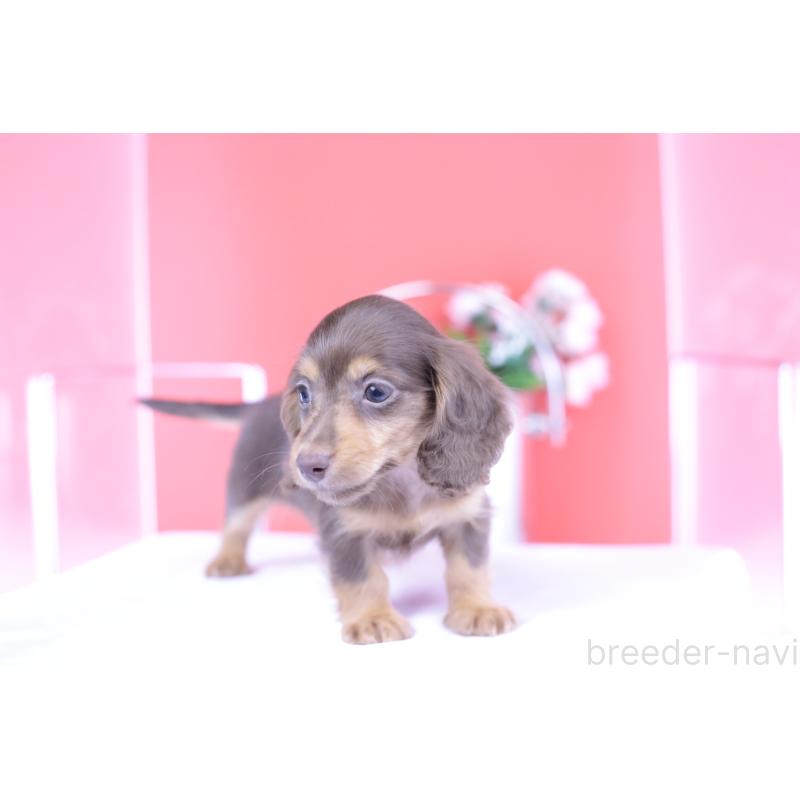 販売中の愛知県のカニンヘンダックスフンド(ロングヘアード)-416358の10枚目