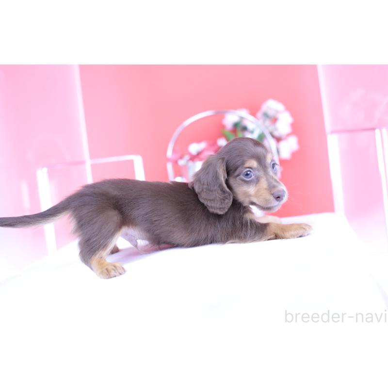 販売中の愛知県のカニンヘンダックスフンド(ロングヘアード)-416358の5枚目