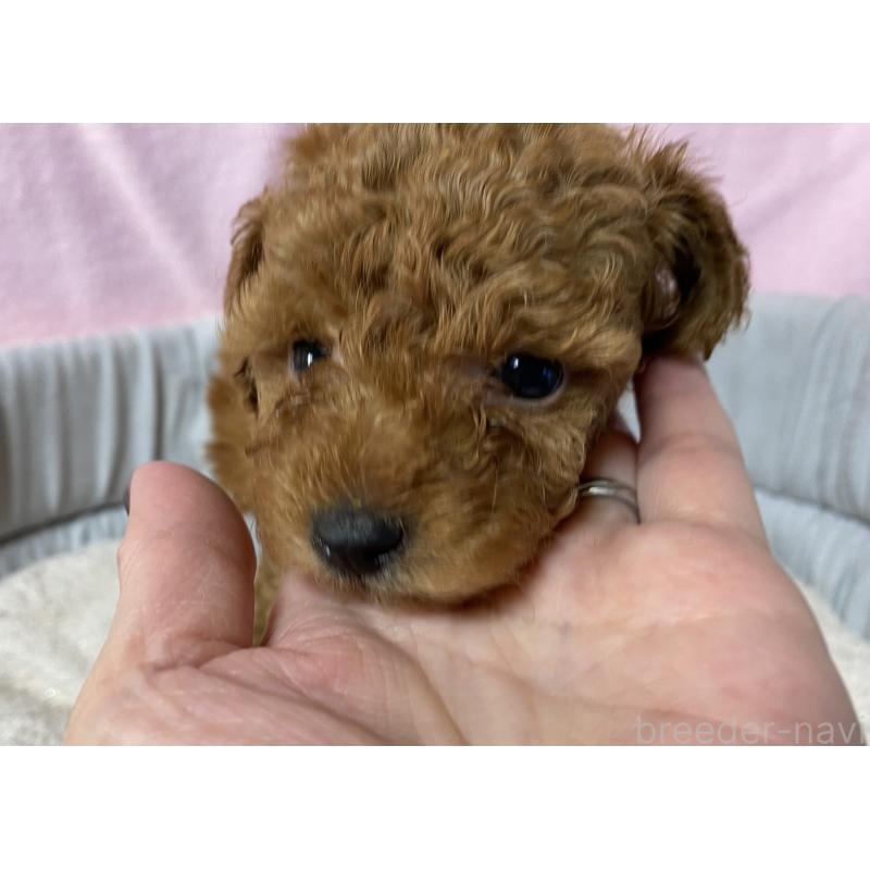 販売中の長野県のトイプードル-422086の1枚目