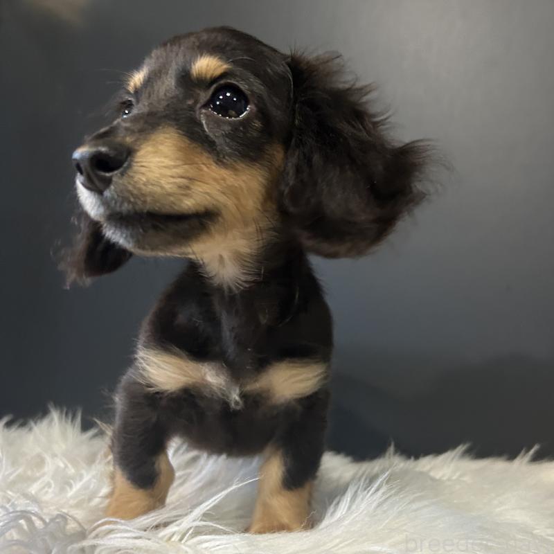 販売中の栃木県のミニチュアダックスフンド(ロングヘアード)-415748の9枚目