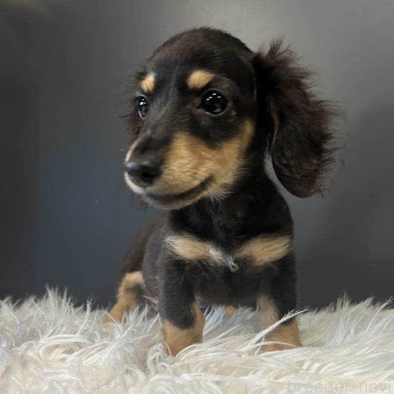 販売中の栃木県のミニチュアダックスフンド(ロングヘアード)-415748の8枚目