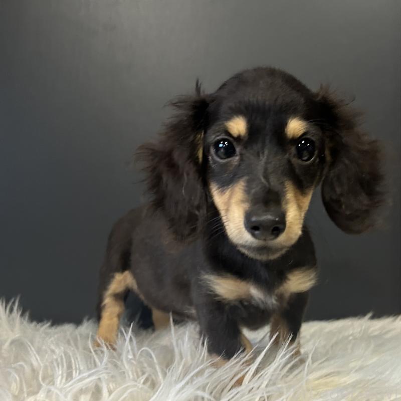 販売中の栃木県のミニチュアダックスフンド(ロングヘアード)-415748の7枚目