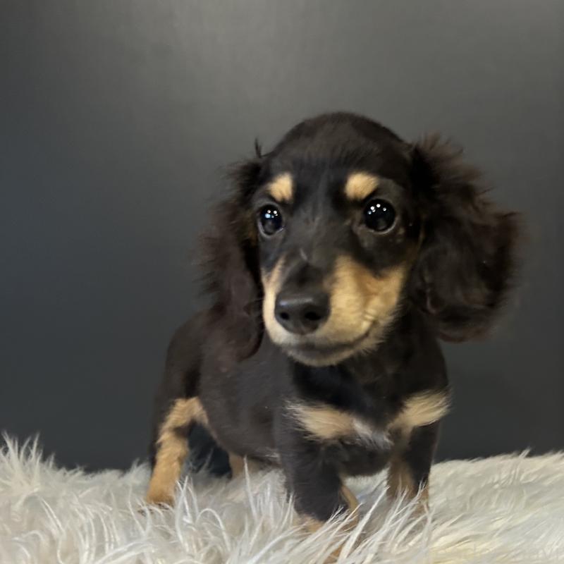 販売中の栃木県のミニチュアダックスフンド(ロングヘアード)-415748の6枚目