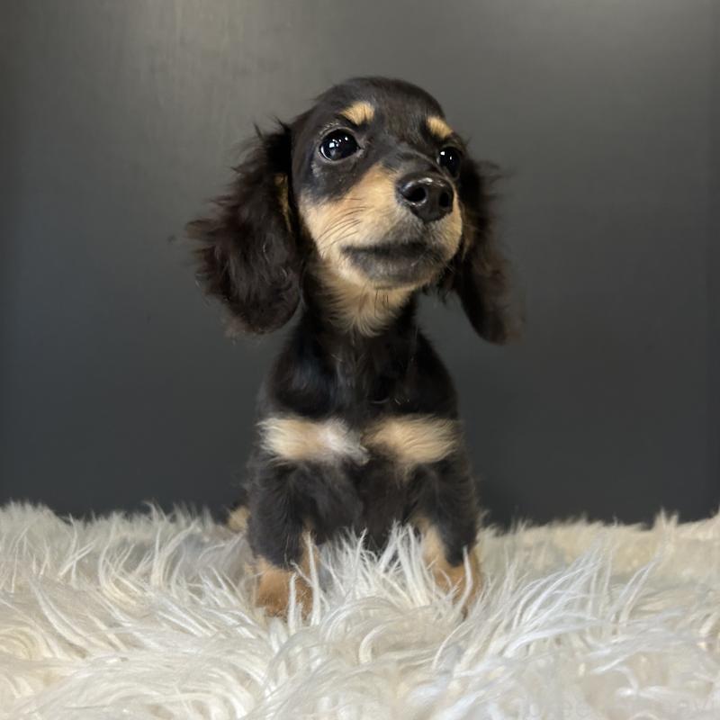 販売中の栃木県のミニチュアダックスフンド(ロングヘアード)-415748の5枚目