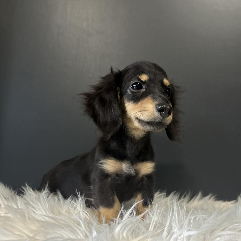 販売中の栃木県のミニチュアダックスフンド(ロングヘアード)-415748の4枚目