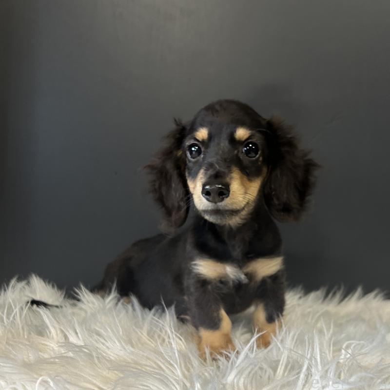 販売中の栃木県のミニチュアダックスフンド(ロングヘアード)-415748の3枚目