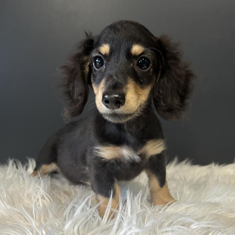 販売中の栃木県のミニチュアダックスフンド(ロングヘアード)-415748