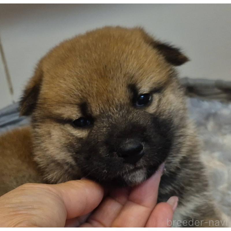 販売中の富山県の柴犬-422100