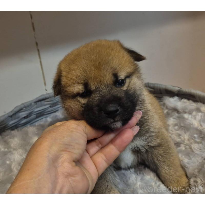 販売中の富山県の柴犬-422100の6枚目