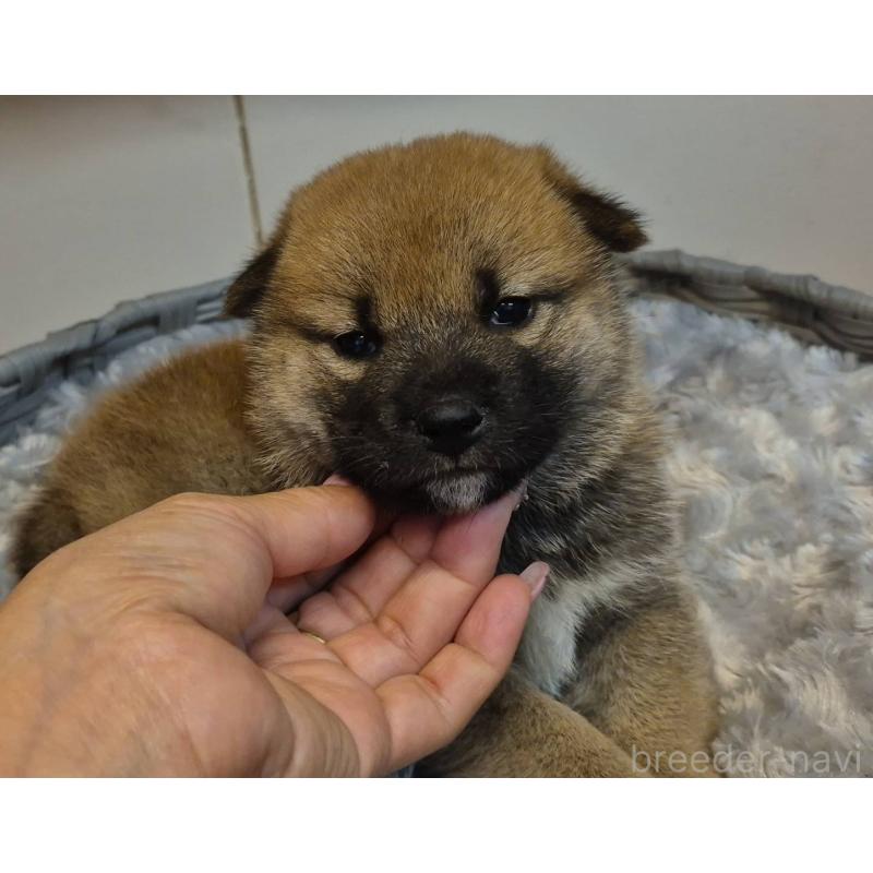 販売中の富山県の柴犬-422100の5枚目
