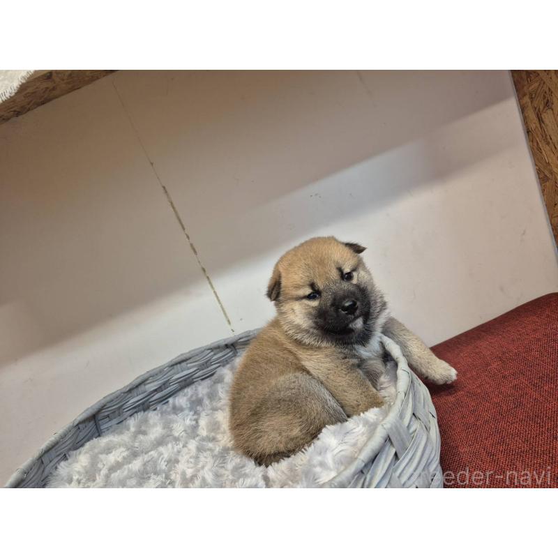 販売中の富山県の柴犬-422100の4枚目