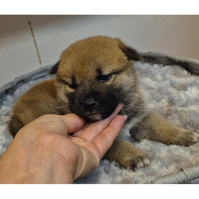 販売中の富山県の柴犬-422100の3枚目
