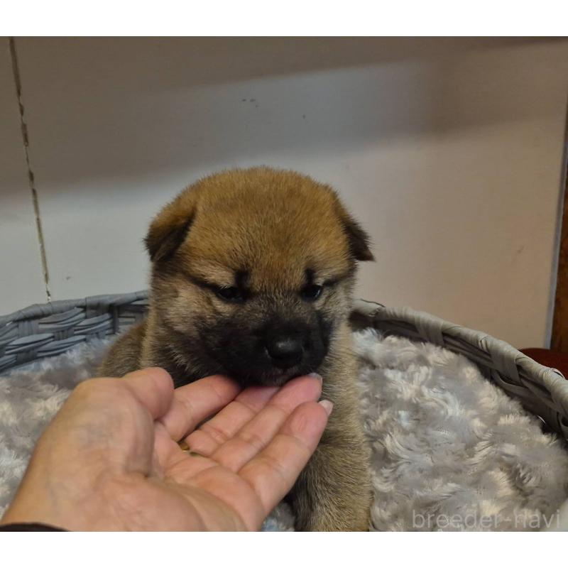 販売中の富山県の柴犬-422100の2枚目