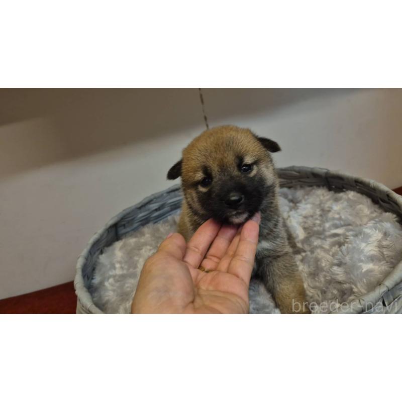 販売中の富山県の柴犬-422106の6枚目