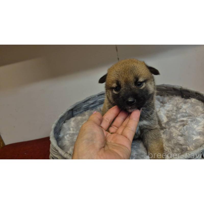 販売中の富山県の柴犬-422106の4枚目