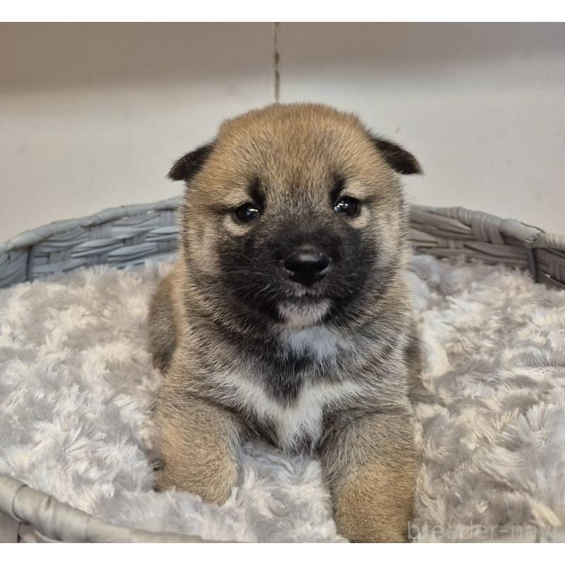 販売中の富山県の柴犬-422106の3枚目