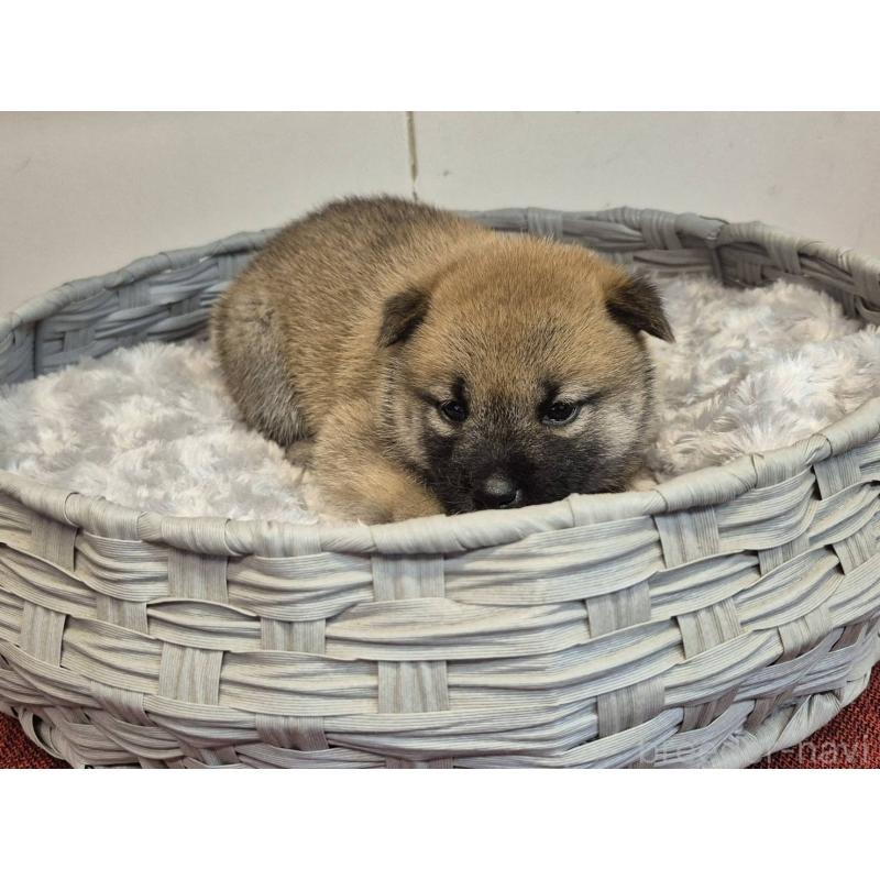 販売中の富山県の柴犬-422106の2枚目