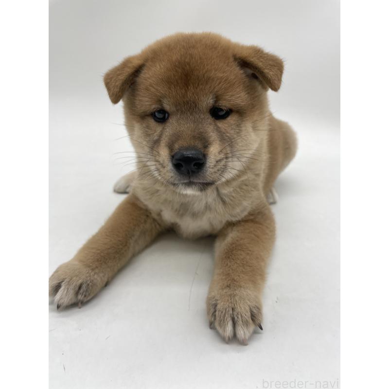 販売中の千葉県の柴犬-422108の14枚目
