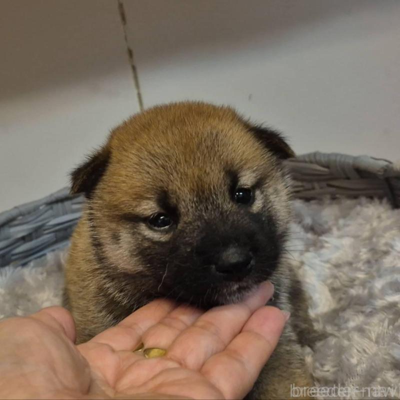 販売中の富山県の柴犬-422106の1枚目