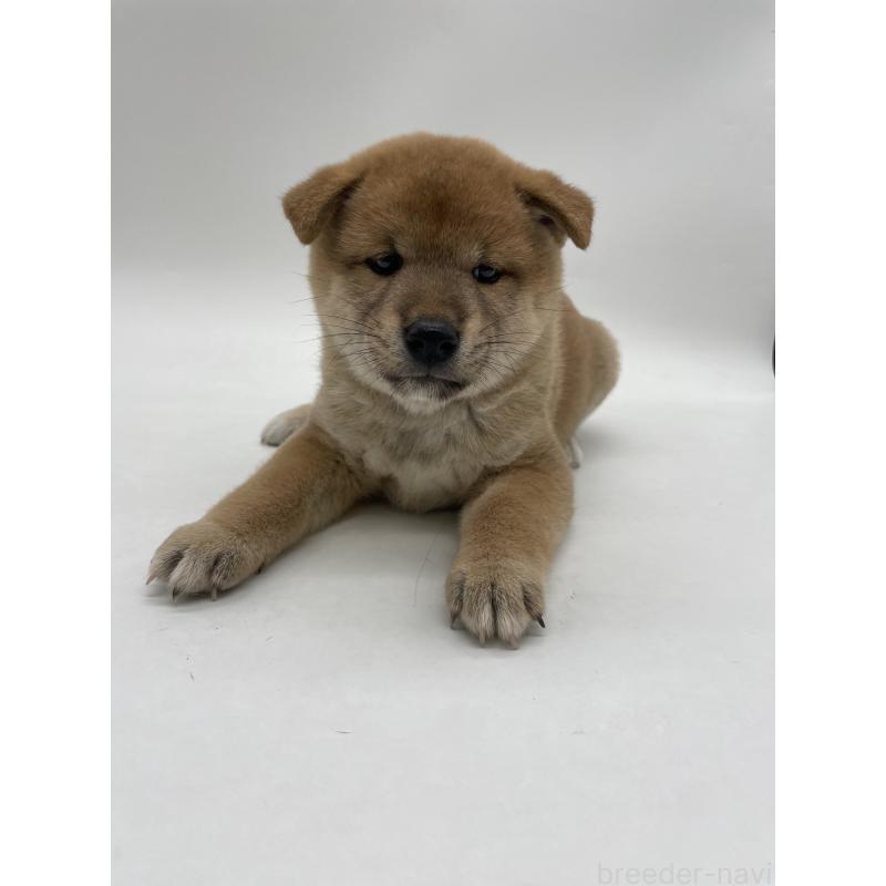 販売中の千葉県の柴犬-422108の13枚目