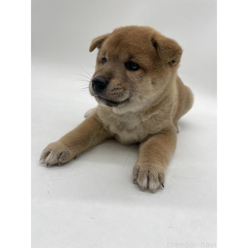 販売中の千葉県の柴犬-422108の12枚目