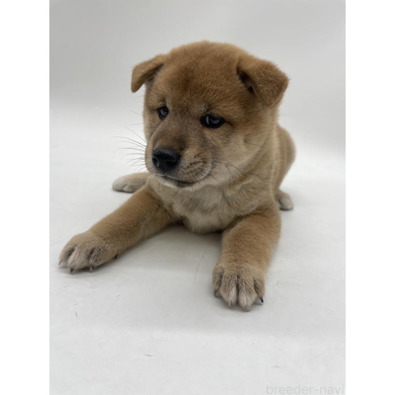 販売中の千葉県の柴犬-422108の11枚目