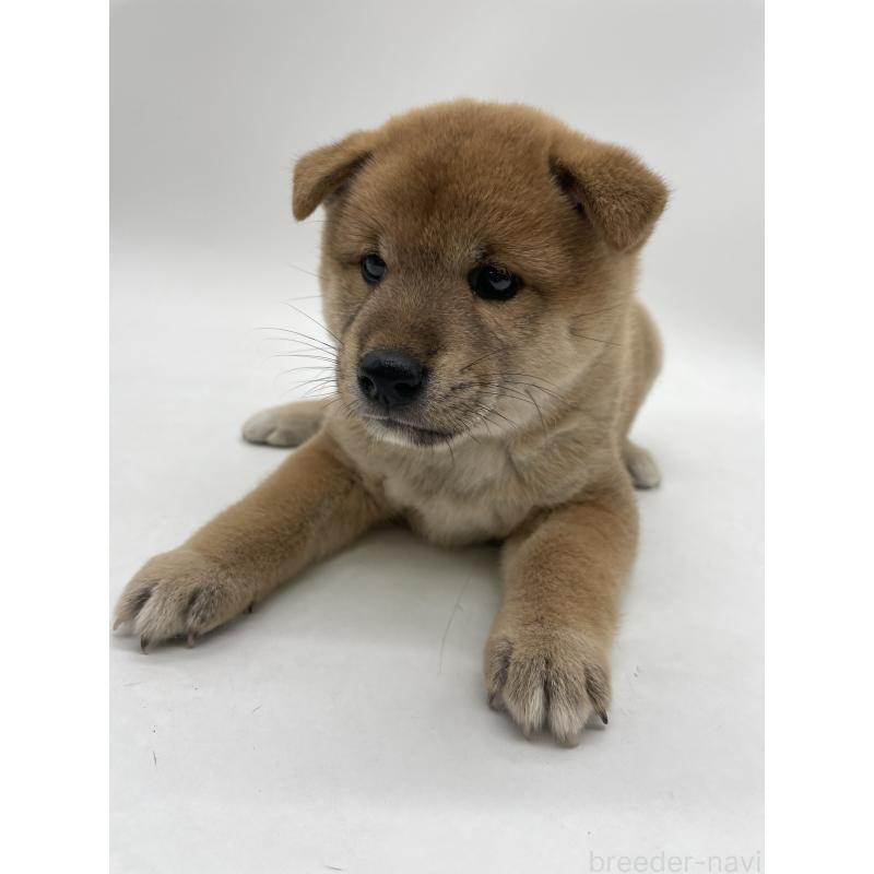 販売中の千葉県の柴犬-422108の10枚目