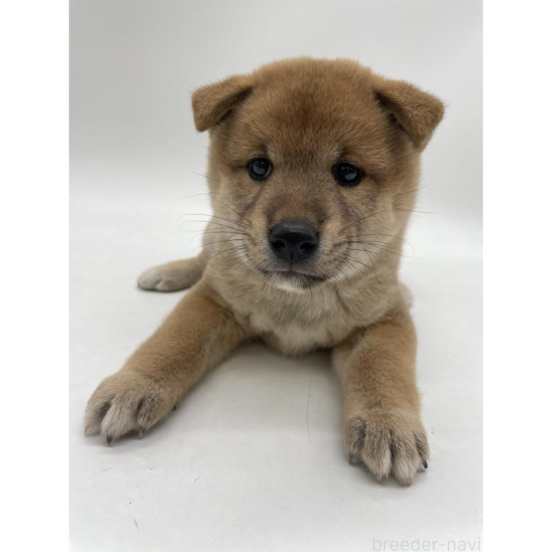 販売中の千葉県の柴犬-422108の9枚目