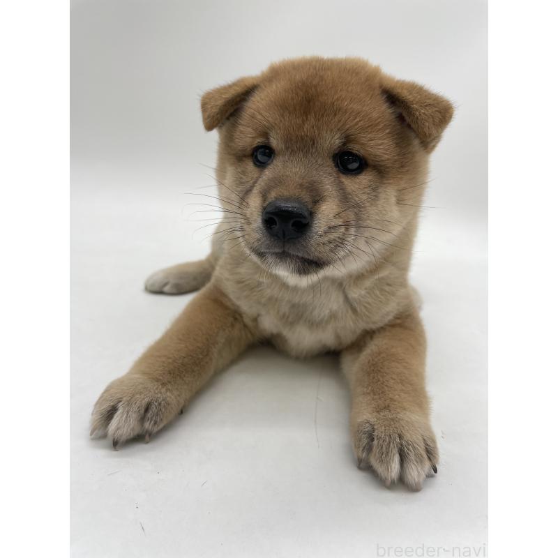 販売中の千葉県の柴犬-422108の8枚目
