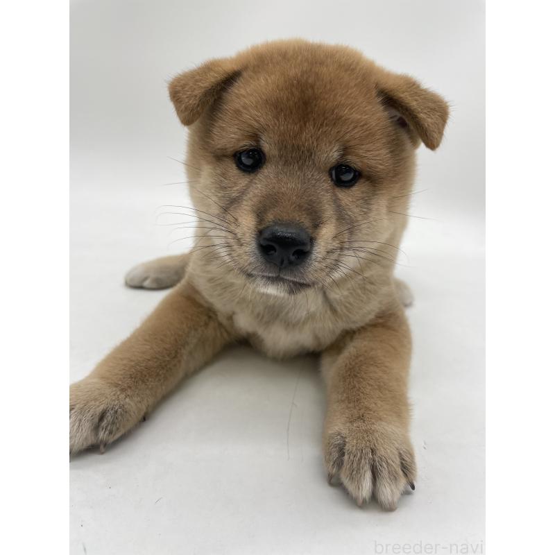 販売中の千葉県の柴犬-422108の7枚目