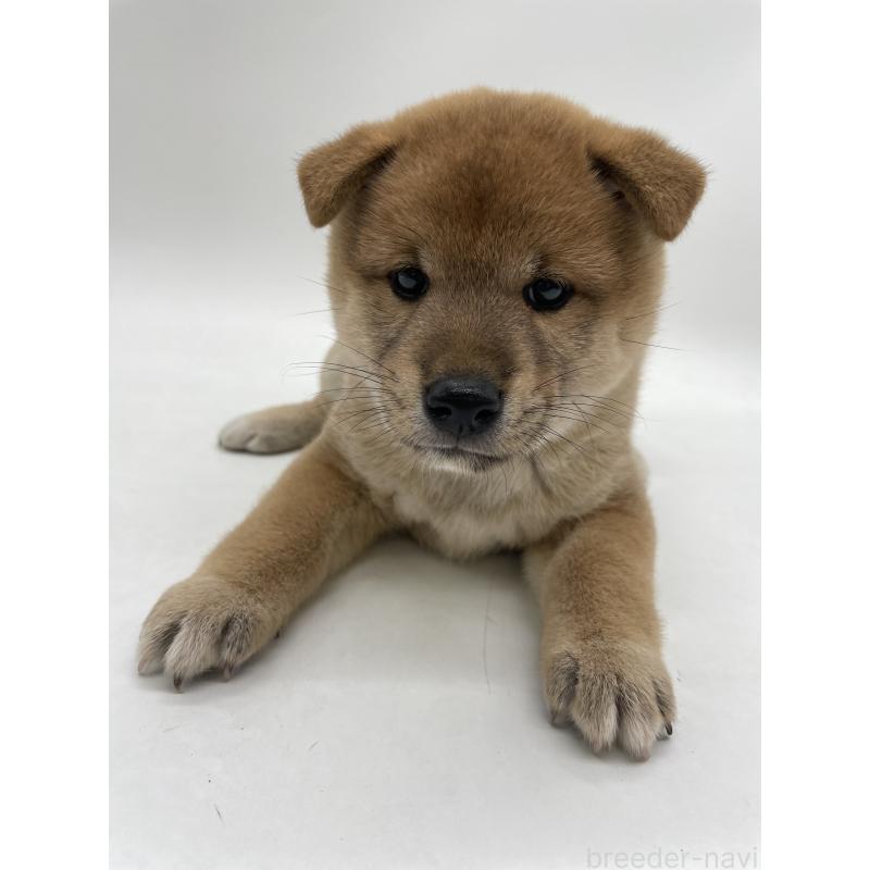 販売中の千葉県の柴犬-422108の6枚目